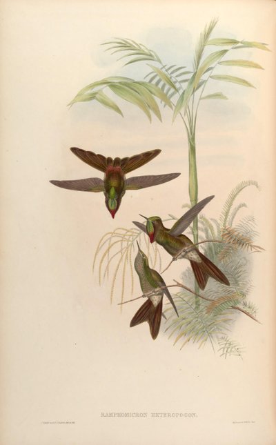 Ramphomicron heteropogon da John Gould